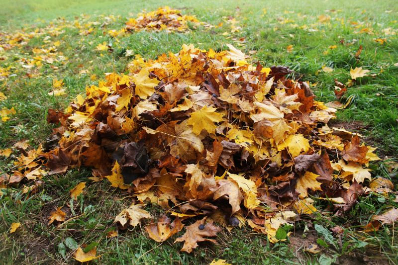 Leaf Pile Cleanup