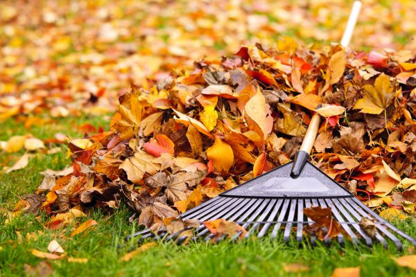 Cost of Leaves Removal in Austin