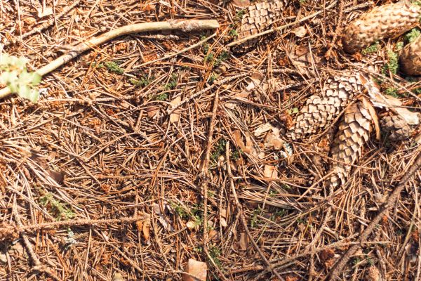 Cost of Pine Needles Removal in Austin
