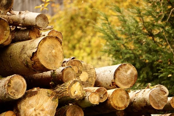 Wood Pile Removal in Austin