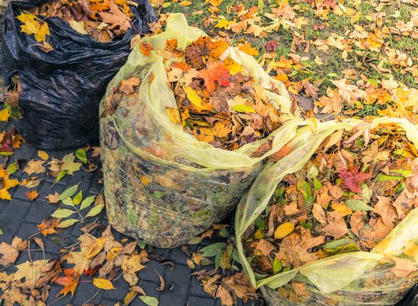 Yard Cleanup Service in Austin