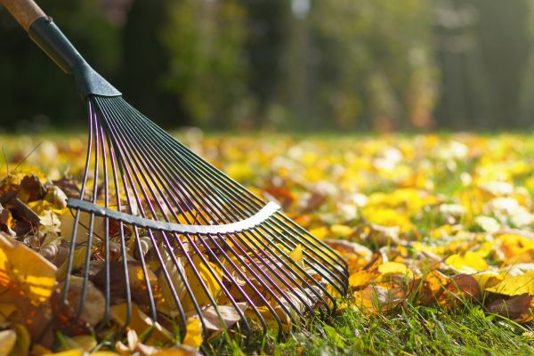 Leaf Raking Service in Austin