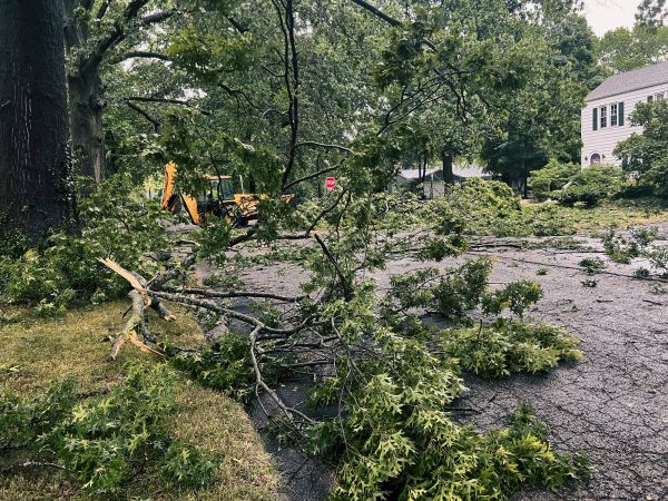 Tree Branch Disposal in Austin