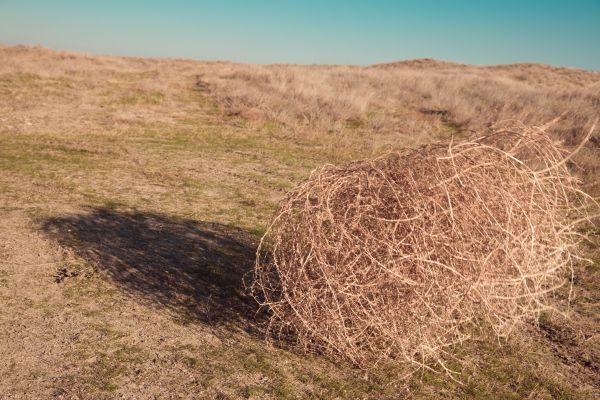 Cost of Tumbleweed Removal in Austin