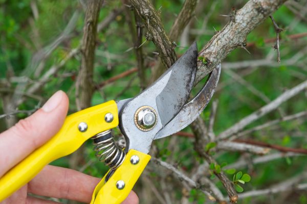 Limbs Removal in Austin
