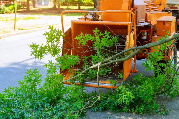 Tree Branches Removal in Austin