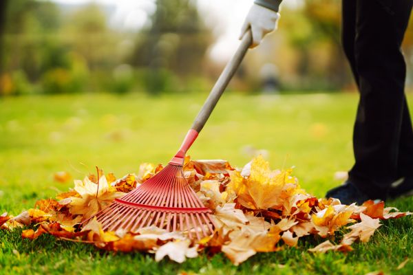 Cost of Ditch Leaf Removal in Austin