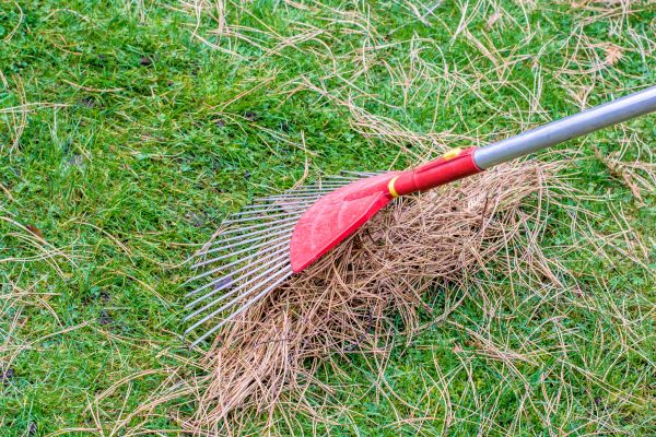 Yard Raking in Austin