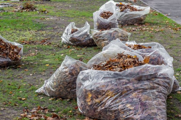 Cost of Leaf Pile Disposal in Austin
