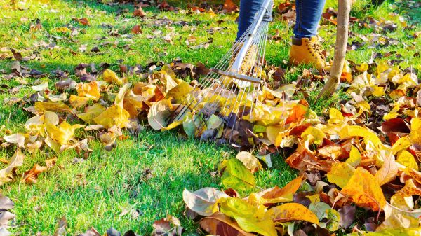 Lawn Cleanup Service in Austin
