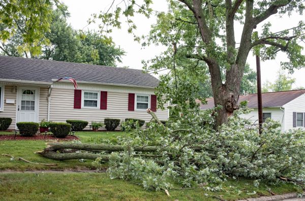 Fallen Branch Removal in Austin