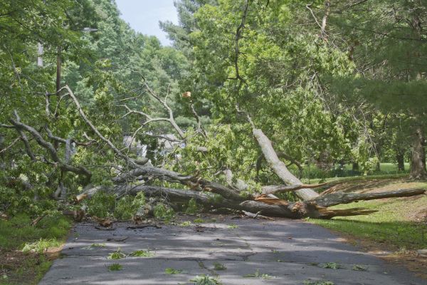 Tree Debris Removal in Austin